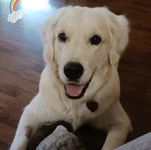 Meet your Posher, Yvette